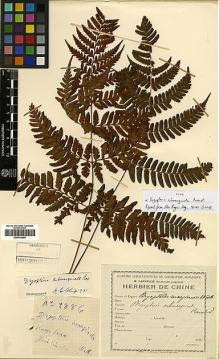 Type specimen at Edinburgh (E). Cavalerie, Pierre: 2886. Barcode: E00414409.