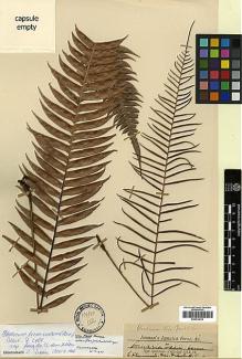 Type specimen at Edinburgh (E). Jenman, George: . Barcode: E00414413.