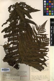 Type specimen at Edinburgh (E). Forrest, George: 27066. Barcode: E00414422.