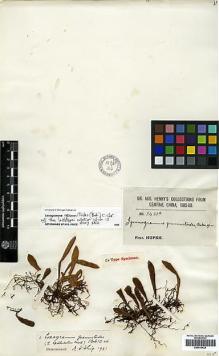 Type specimen at Edinburgh (E). Henry, Augustine: 5451A. Barcode: E00414424.