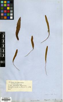 Type specimen at Edinburgh (E). Jameson, William: 349. Barcode: E00414428.