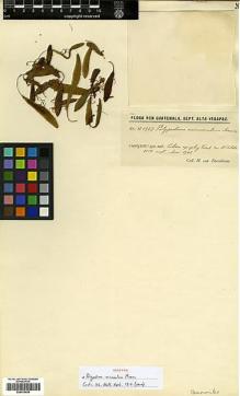 Type specimen at Edinburgh (E). von Türckheim, Hans: II 1987. Barcode: E00414430.