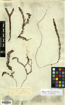 Type specimen at Edinburgh (E). Jameson, William: . Barcode: E00414432.