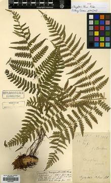 Type specimen at Edinburgh (E). Cavalerie, Pierre: 2886. Barcode: E00414436.