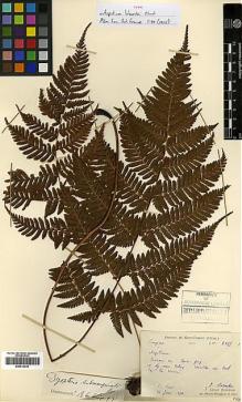 Type specimen at Edinburgh (E). Laborde, J.; Bodinier, Emile: 2133. Barcode: E00414439.