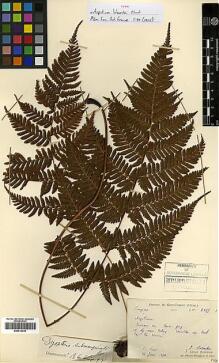 Type specimen at Edinburgh (E). Laborde, J.; Bodinier, Emile: 2133. Barcode: E00414439.