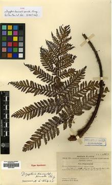 Type specimen at Edinburgh (E). McClure, Floyd: 8673. Barcode: E00414440.