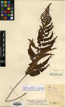 Type specimen at Edinburgh (E). Cavalerie, Pierre: 1577. Barcode: E00414443.
