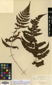 Type specimen at Edinburgh (E). Cavalerie, Pierre: 1577. Barcode: E00414444.