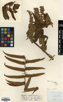 Type specimen at Edinburgh (E). Wallich, Nathaniel: 380. Barcode: E00414447.