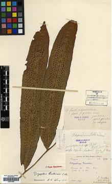 Type specimen at Edinburgh (E). Bodinier, Emile; Cavalerie, Pierre: 2581. Barcode: E00414448.