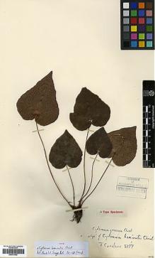 Type specimen at Edinburgh (E). Cavalerie, Pierre: 3377. Barcode: E00414452.