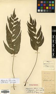 Type specimen at Edinburgh (E). Cavalerie, Pierre: 2898. Barcode: E00414458.