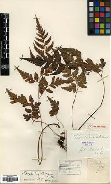Type specimen at Edinburgh (E). Cavalerie, Pierre: . Barcode: E00414461.