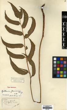 Type specimen at Edinburgh (E). Henry, Augustine: 9123B. Barcode: E00414463.