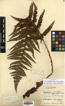 Type specimen at Edinburgh (E). Henry, Augustine: 11560A. Barcode: E00414466.