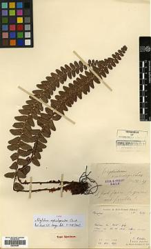 Type specimen at Edinburgh (E). Laborde, J.; Bodinier, Emile: 2526. Barcode: E00414467.