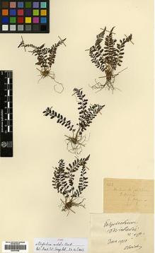 Type specimen at Edinburgh (E). Michel, P.: 1013. Barcode: E00414468.