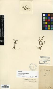 Type specimen at Edinburgh (E). Cavalerie, Pierre: 731. Barcode: E00414474.