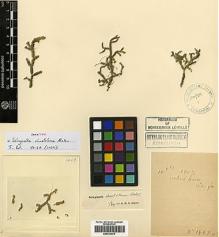 Type specimen at Edinburgh (E). Cavalerie, Pierre: 1469. Barcode: E00414475.