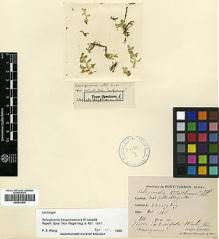 Type specimen at Edinburgh (E). Esquirol, Joseph: 2158. Barcode: E00414476.