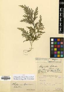 Type specimen at Edinburgh (E). Laborde, J.; Bodinier, Emile: 2758. Barcode: E00414477.