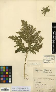 Type specimen at Edinburgh (E). Martin, Léon; Bodinier, Emile: 1844. Barcode: E00414478.