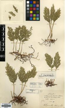 Type specimen at Edinburgh (E). Maire, Edouard-Ernest: 129. Barcode: E00414479.