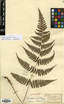 Type specimen at Edinburgh (E). Henry, Augustine: 10095. Barcode: E00414481.