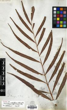 Type specimen at Edinburgh (E). Wallich, Nathaniel: 63. Barcode: E00414519.