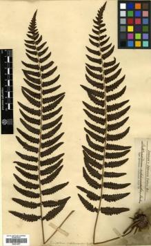 Type specimen at Edinburgh (E). Jenman, George: . Barcode: E00414527.