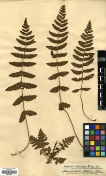 Type specimen at Edinburgh (E). Jenman, George: . Barcode: E00414529.