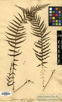 Type specimen at Edinburgh (E). Jenman, George: . Barcode: E00414533.
