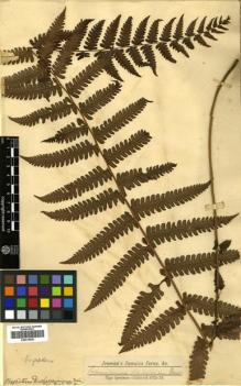 Type specimen at Edinburgh (E). Jenman, George: . Barcode: E00414535.