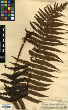 Type specimen at Edinburgh (E). Jenman, George: . Barcode: E00414538.