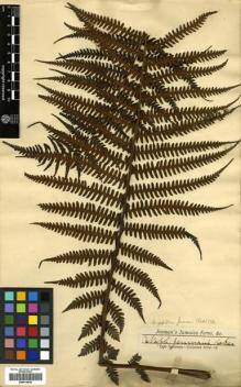 Type specimen at Edinburgh (E). Jenman, George: . Barcode: E00414539.