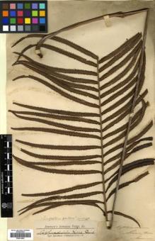Type specimen at Edinburgh (E). Jenman, George: . Barcode: E00414542.