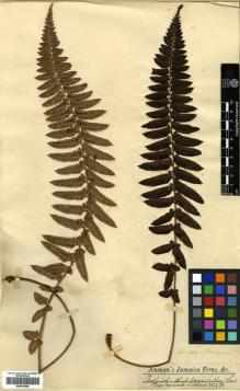 Type specimen at Edinburgh (E). Jenman, George: . Barcode: E00414549.