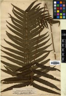 Type specimen at Edinburgh (E). Jenman, George: . Barcode: E00414553.