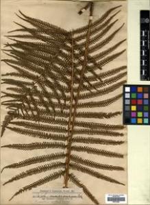 Type specimen at Edinburgh (E). Jenman, George: . Barcode: E00414554.