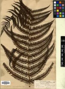 Type specimen at Edinburgh (E). Harris, William H.: 7583. Barcode: E00414562.