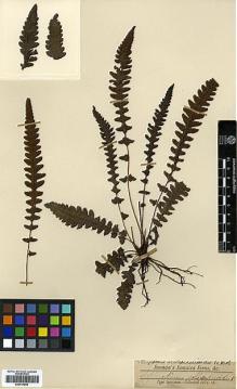 Type specimen at Edinburgh (E). Jenman, George: . Barcode: E00414565.