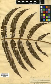 Type specimen at Edinburgh (E). Jenman, George: . Barcode: E00414584.