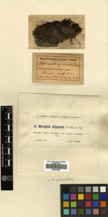 Type specimen at Edinburgh (E). Hagen, J.: 48. Barcode: E00414599.