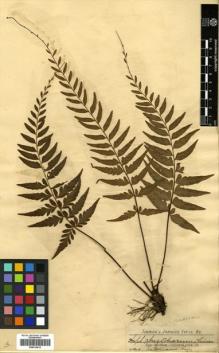 Type specimen at Edinburgh (E). Jenman, George: . Barcode: E00414612.