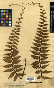 Type specimen at Edinburgh (E). Jenman, George: . Barcode: E00414613.
