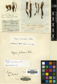 Type specimen at Edinburgh (E). Wallich, Nathaniel: 2798. Barcode: E00414665.