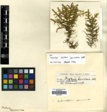 Type specimen at Edinburgh (E). Spruce, Richard: . Barcode: E00414679.