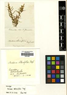 Type specimen at Edinburgh (E). Jameson, William: . Barcode: E00414680.