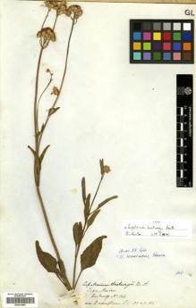 Type specimen at Edinburgh (E). Hartweg, Karl: 144. Barcode: E00414683.